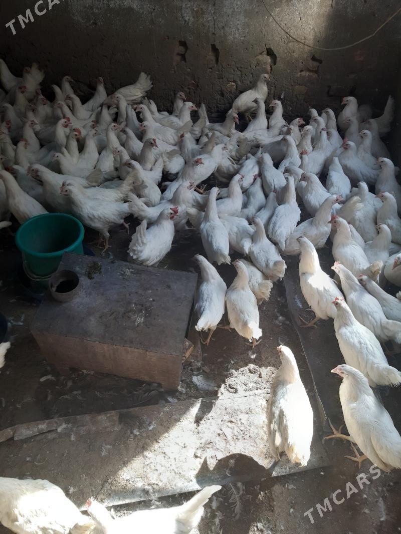 Ak towyk - Мары - img 3