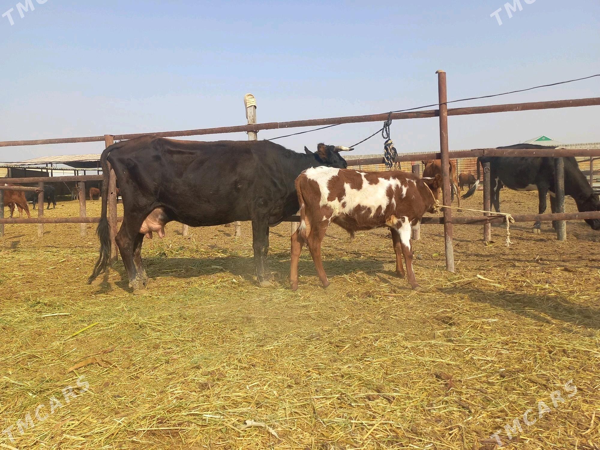 göleli. - Векильбазар - img 7