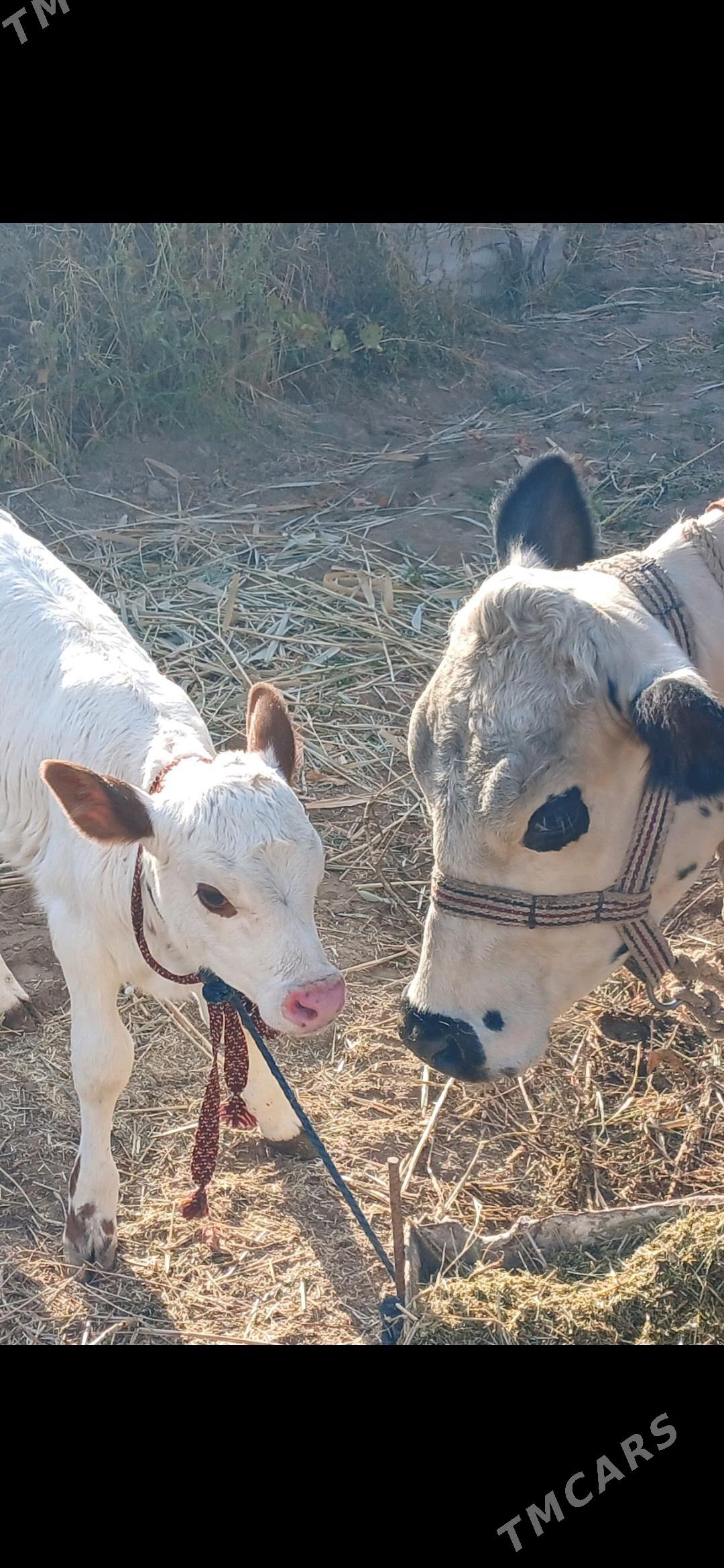goleli syggyr - Türkmenabat - img 3