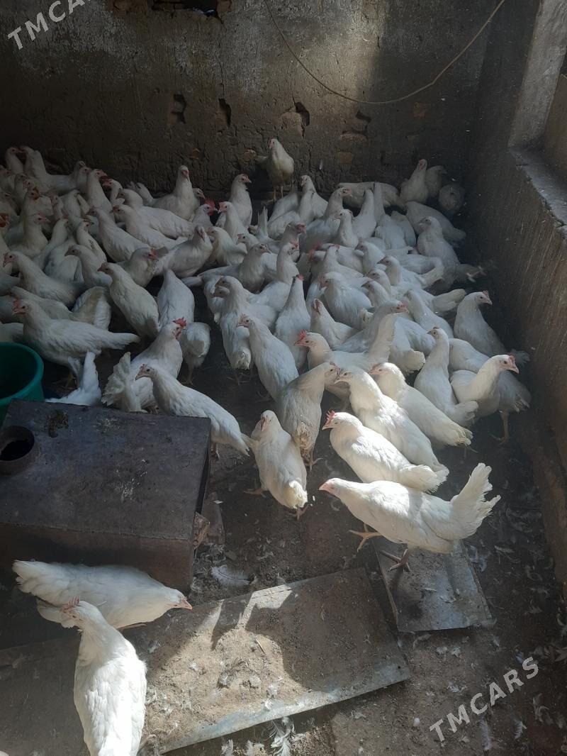 Ak towyk - Мары - img 2