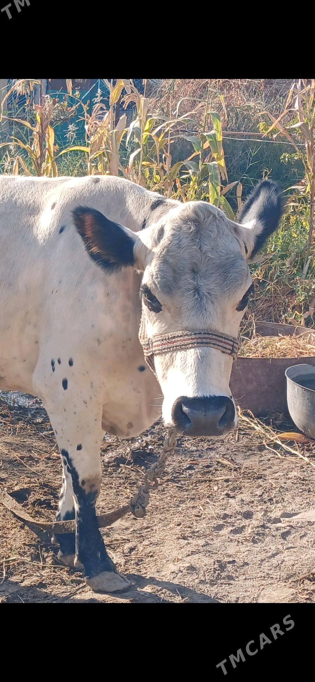 goleli syggyr - Türkmenabat - img 4