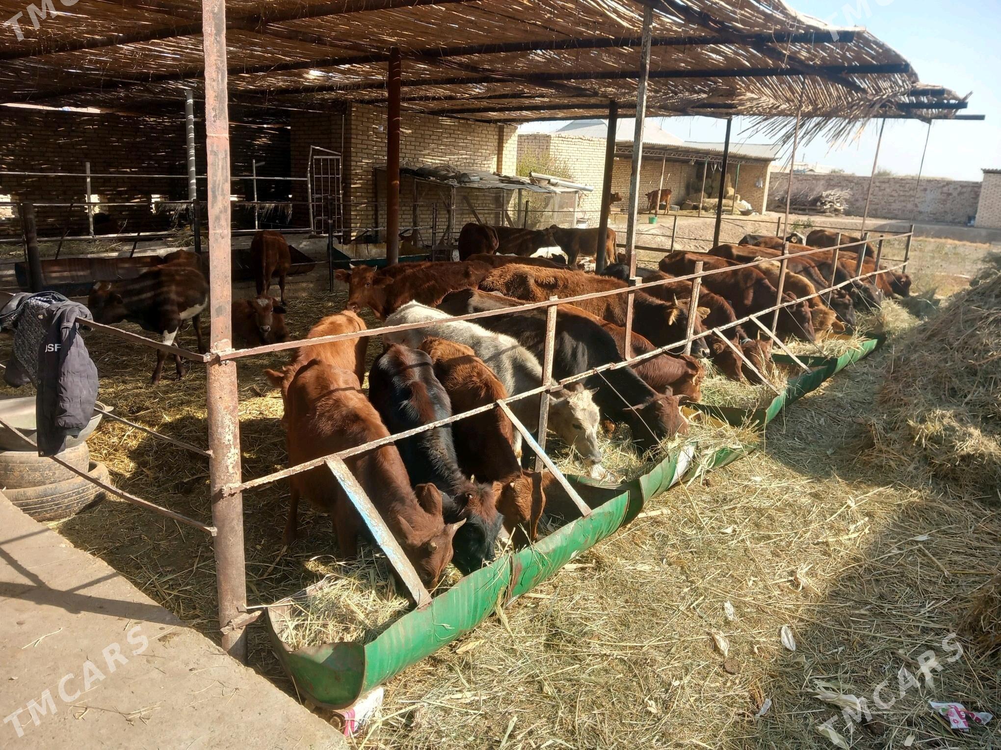 öküzler ve sygyrlar - Мары - img 1