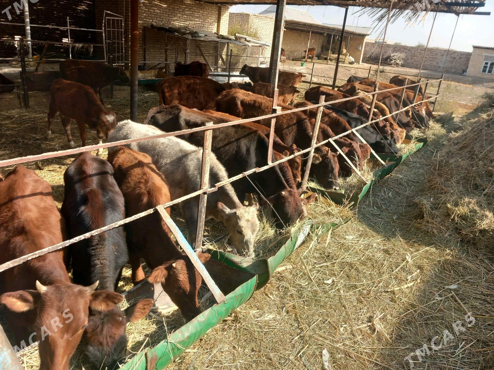 öküzler ve sygyrlar - Мары - img 2