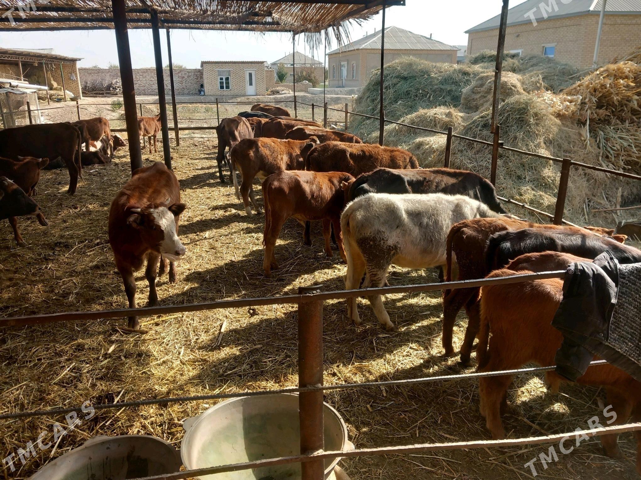 öküzler ve sygyrlar - Мары - img 3