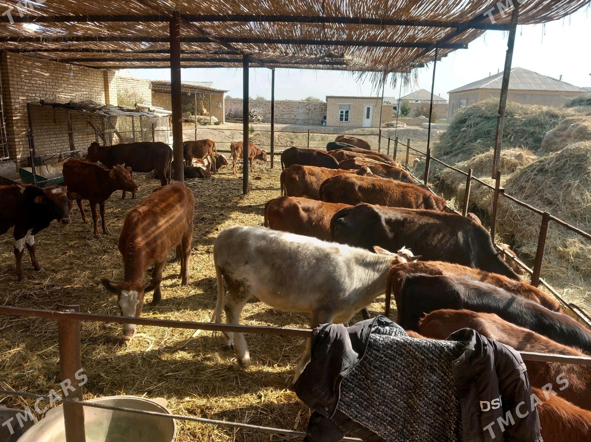 öküzler ve sygyrlar - Мары - img 5