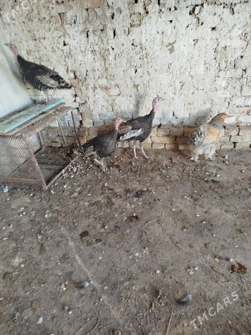 induklat - Кака - img 3