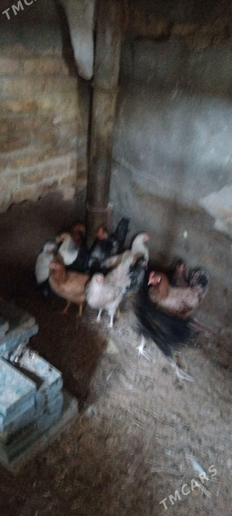 6 aylyk juje - Гарадамак Шор - img 3