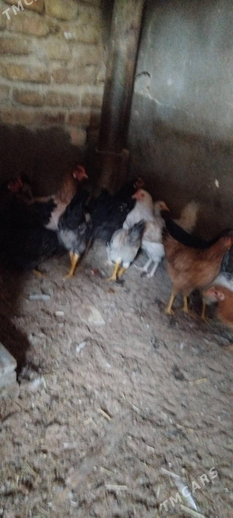 6 aylyk juje - Гарадамак Шор - img 1