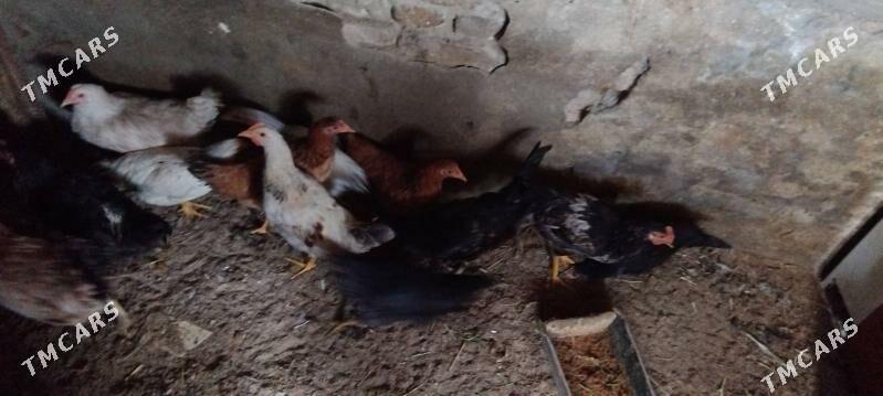 6 aylyk juje - Гарадамак Шор - img 2