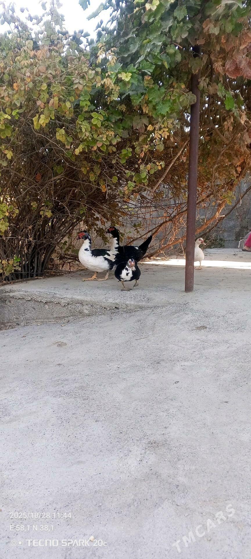 ordek yasylbas - Arkadag - img 3