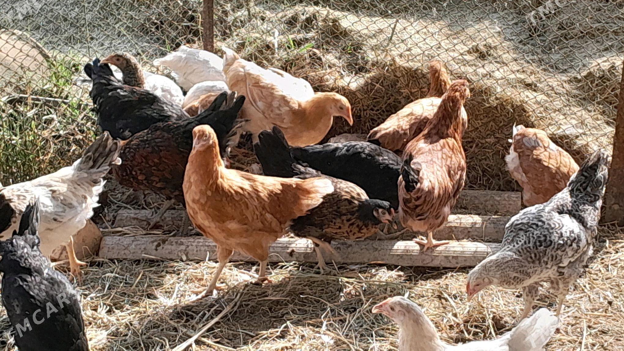 Towuk - Сакарчага - img 2