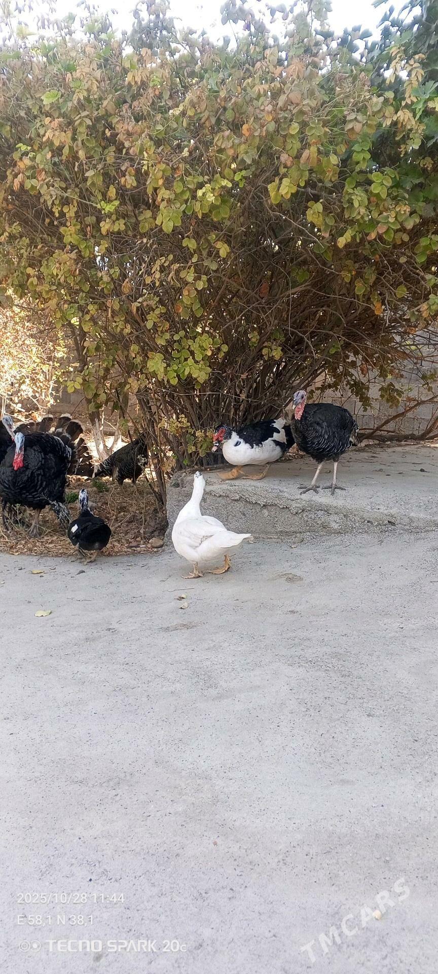 ordek yasylbas - Arkadag - img 2