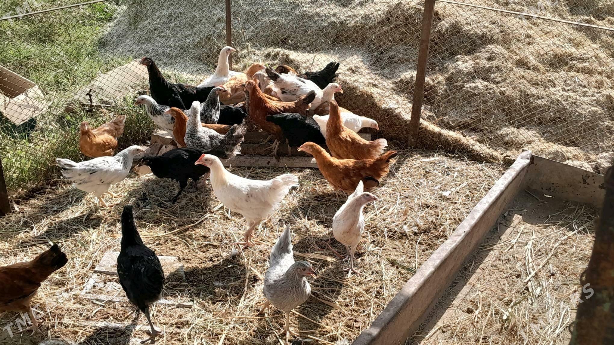 Towuk - Сакарчага - img 3