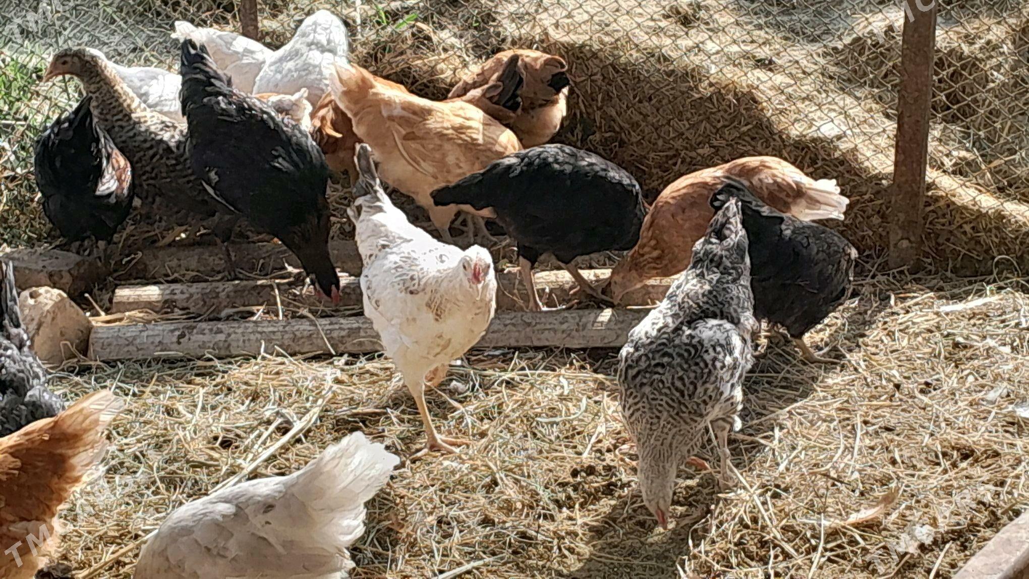 Towuk - Сакарчага - img 1