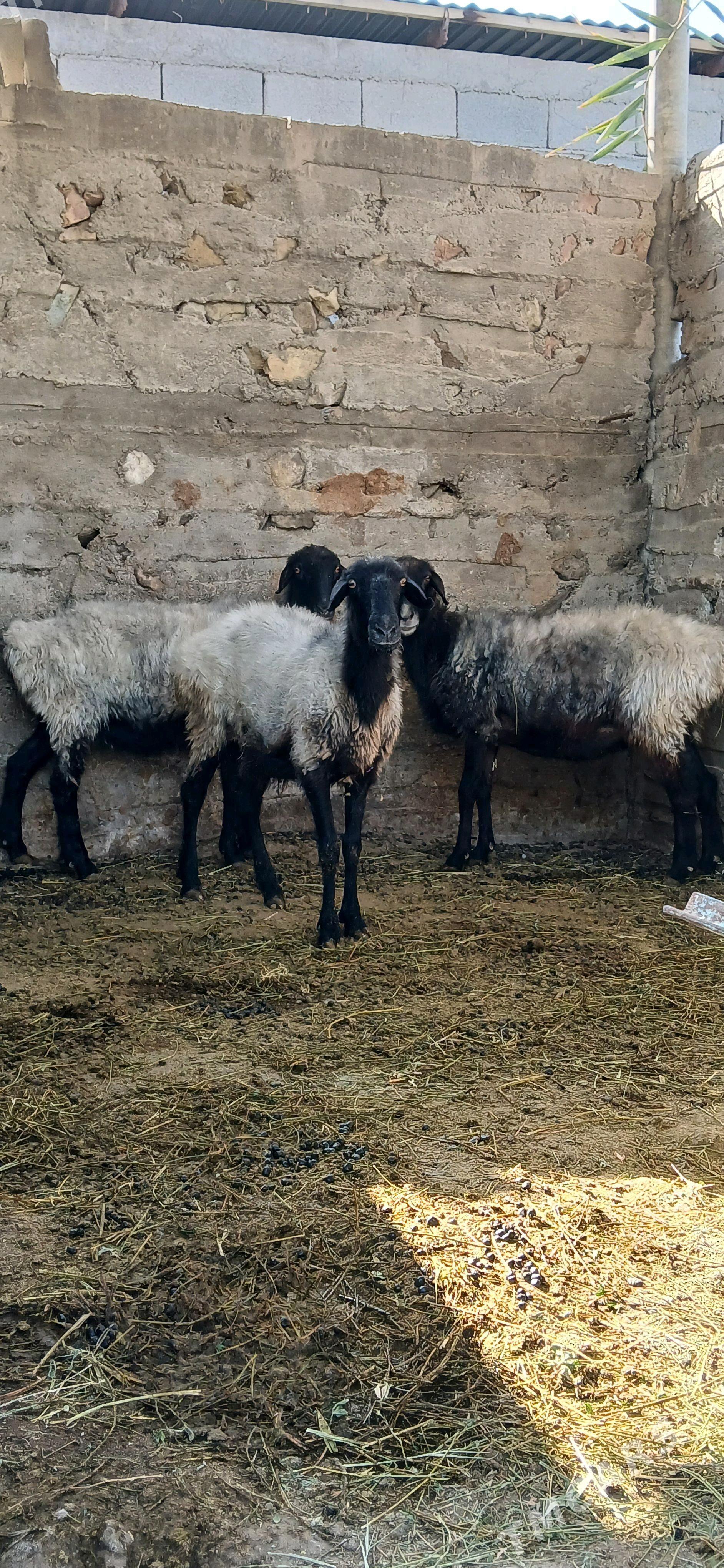 Goyun - Гёкдепе - img 1