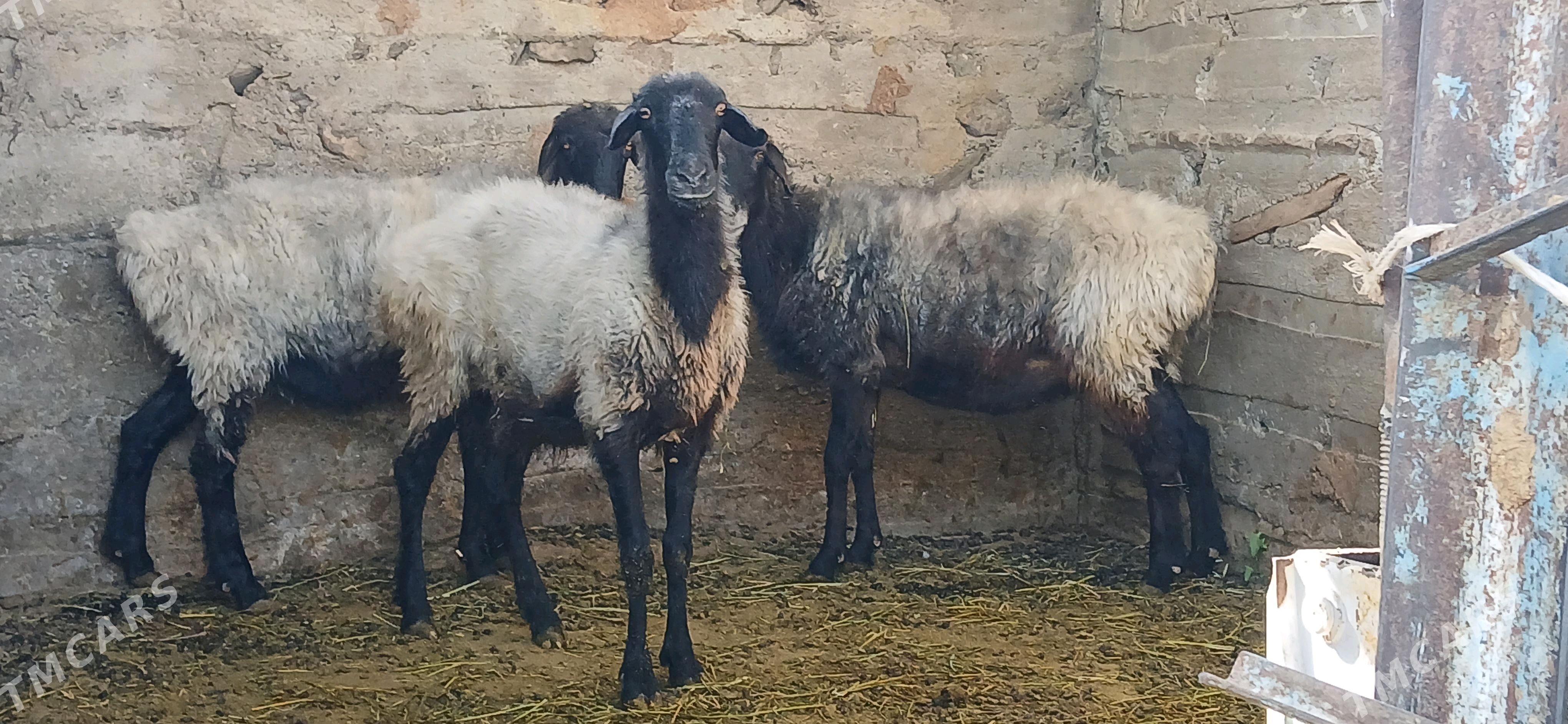 Goyun - Гёкдепе - img 2