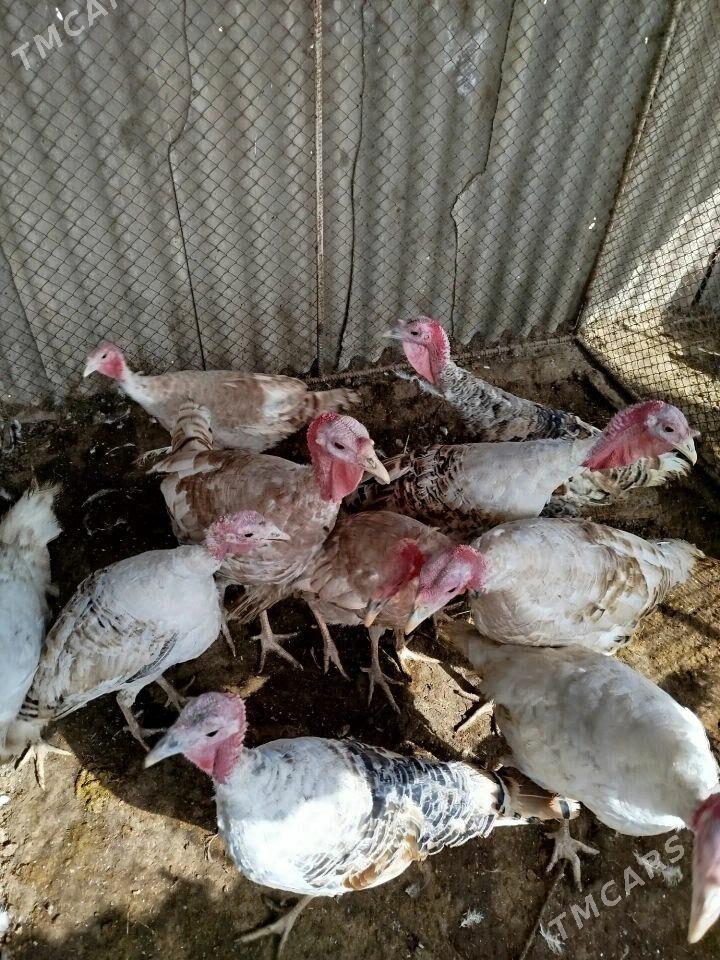 İnduk - Теджен - img 2