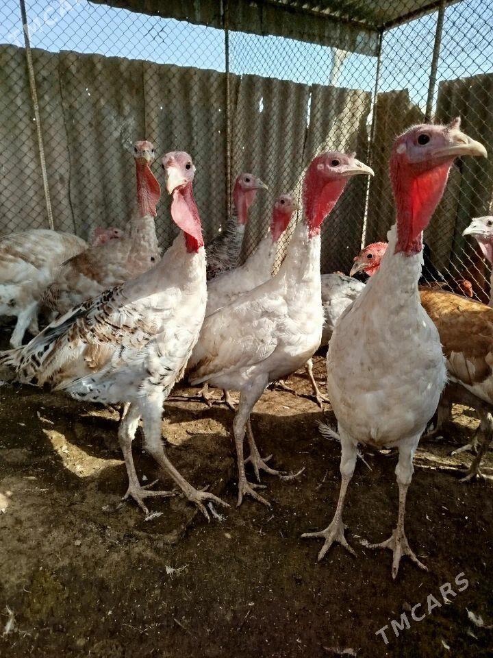 İnduk - Теджен - img 3