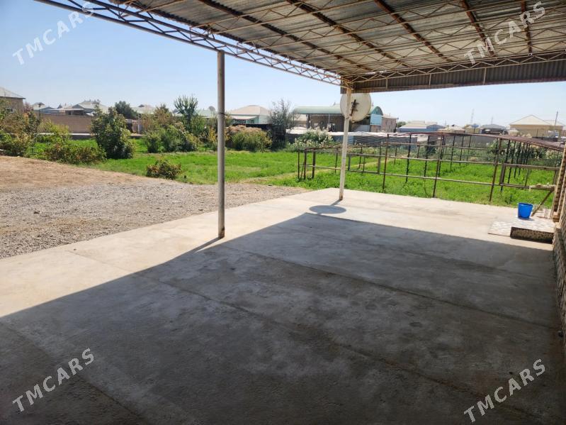 Satlyk jay - Mary - img 2