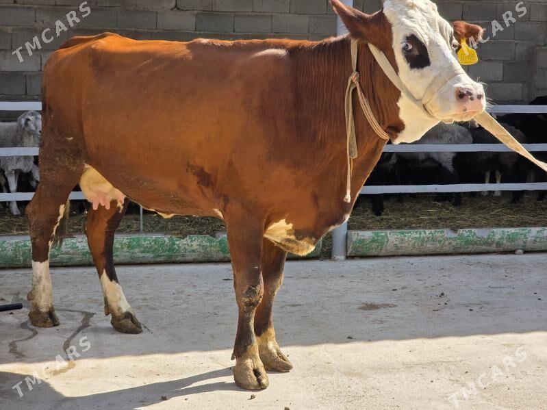 Semental Sygir - Aşgabat - img 1