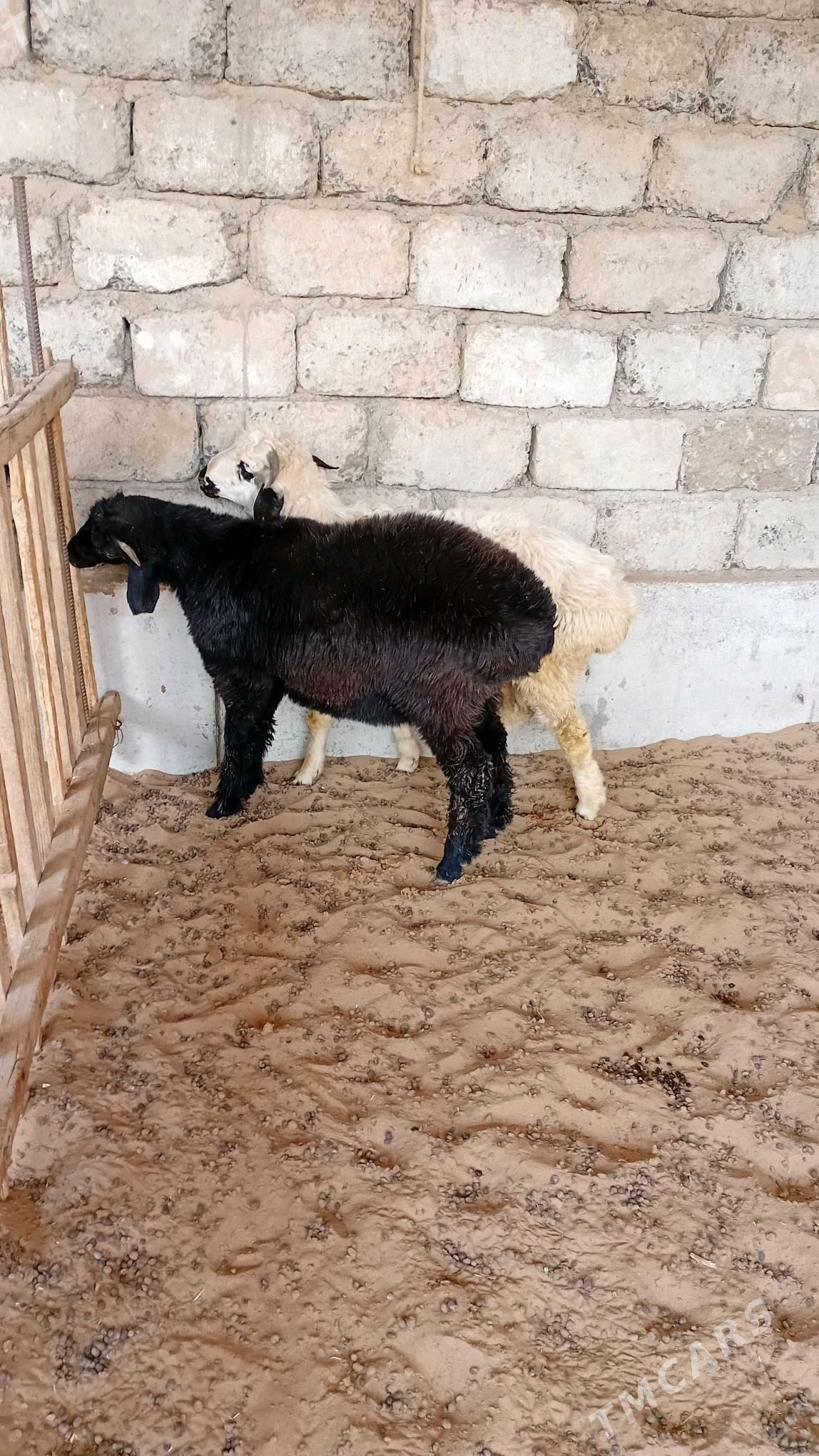 Bakylan tokly - Aşgabat - img 2