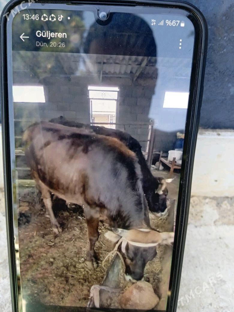 ökiz - Гызыларбат - img 2