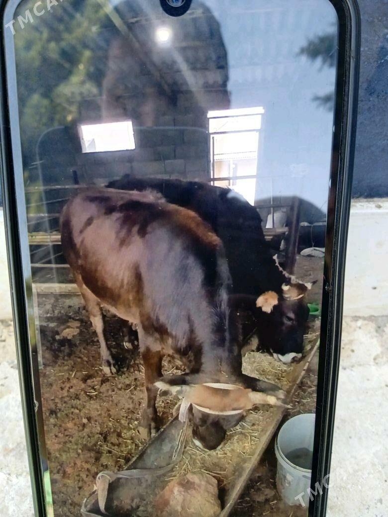 ökiz - Гызыларбат - img 3