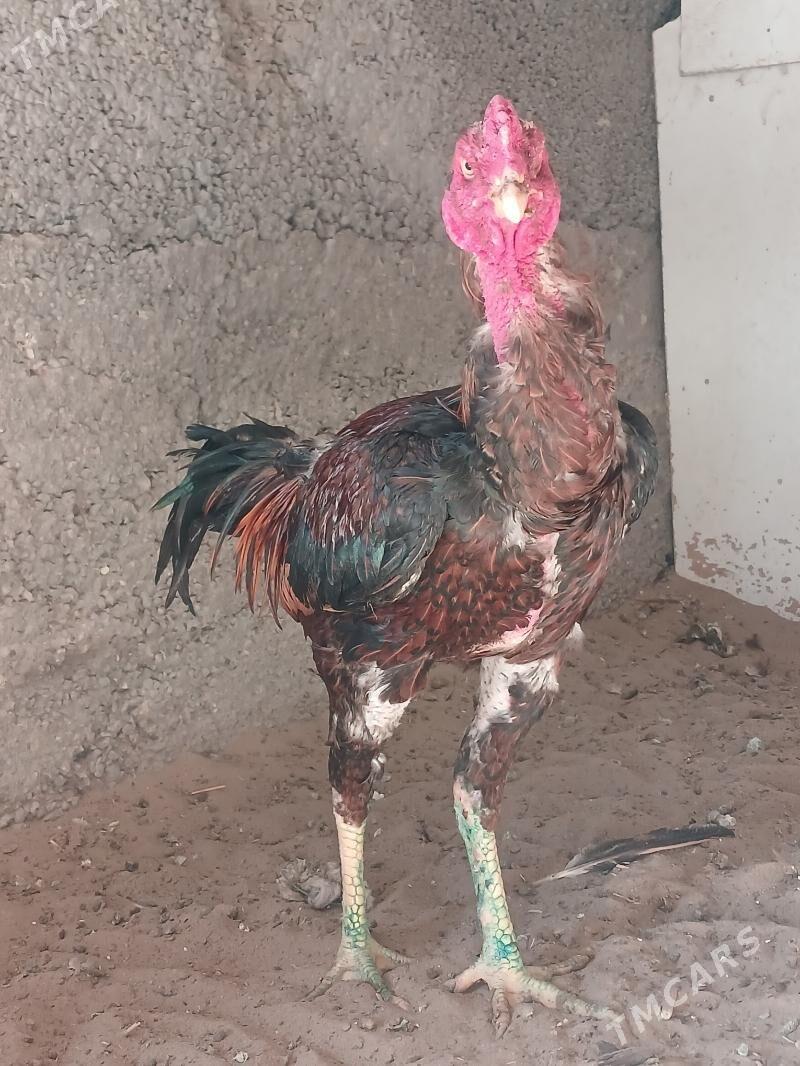 Tasgent - Büzmeýin - img 3