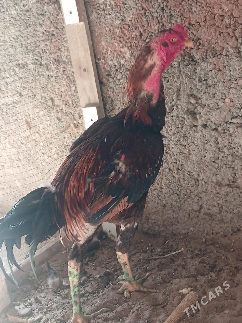 Tasgent - Büzmeýin - img 2