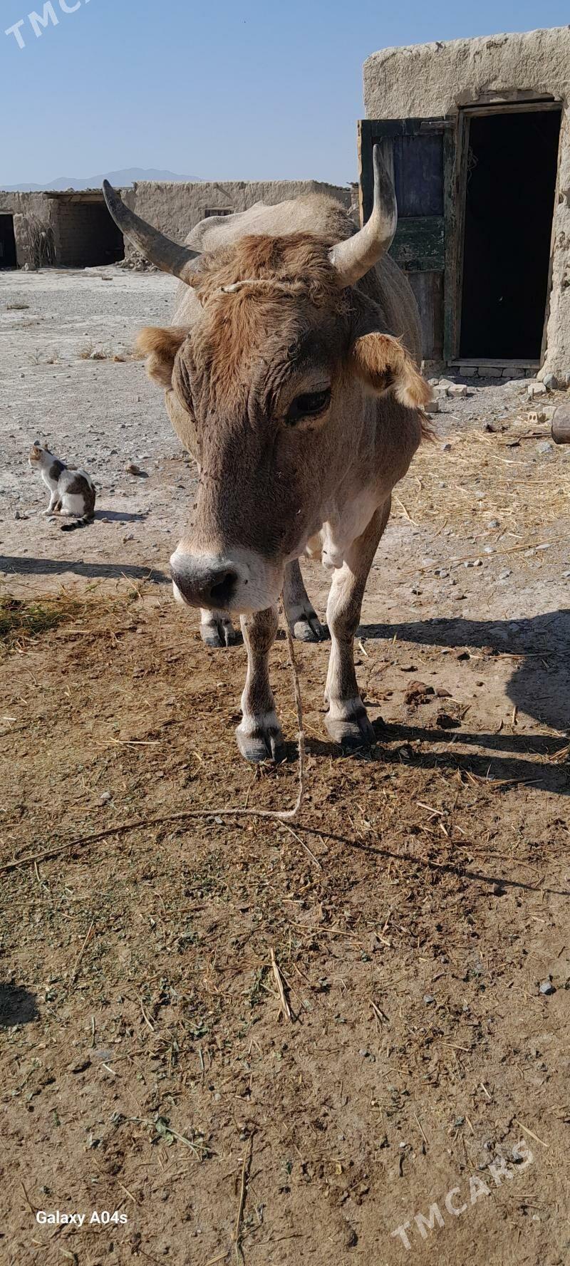 sygyr - Гызыларбат - img 2