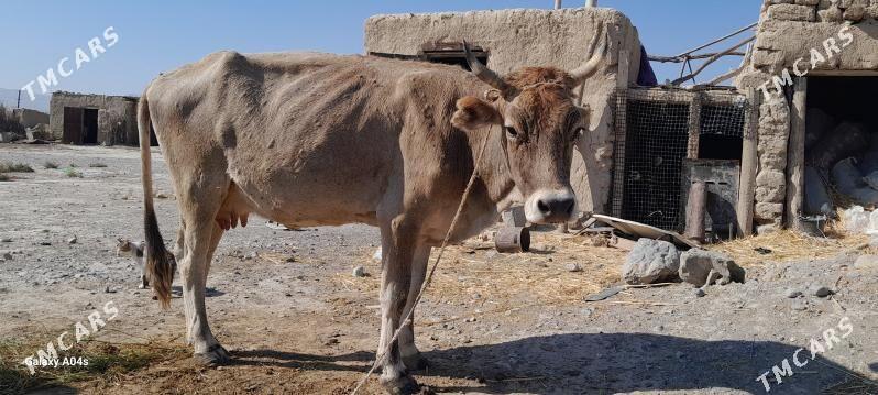 sygyr - Гызыларбат - img 3