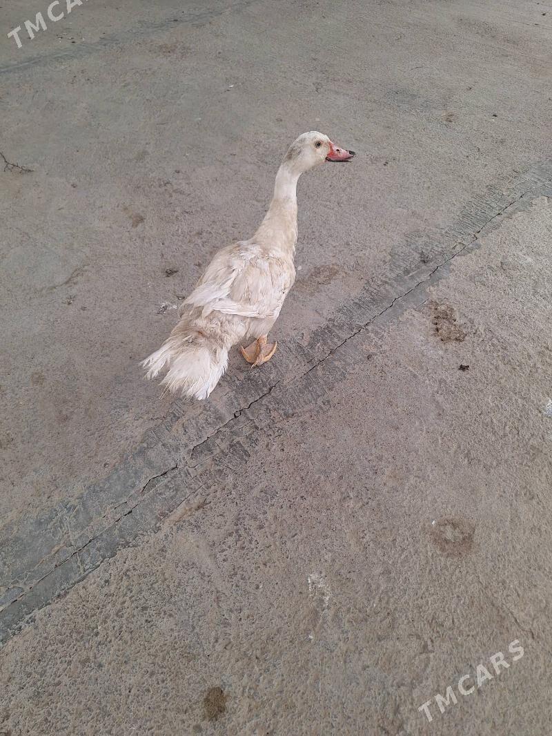 ordek taskent towuk Brama - Анев - img 7