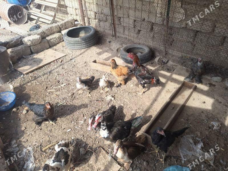 ordek taskent towuk Brama - Анев - img 6