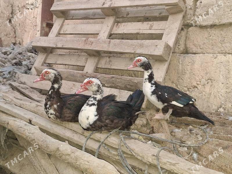 ordek taskent towuk Brama - Анев - img 2