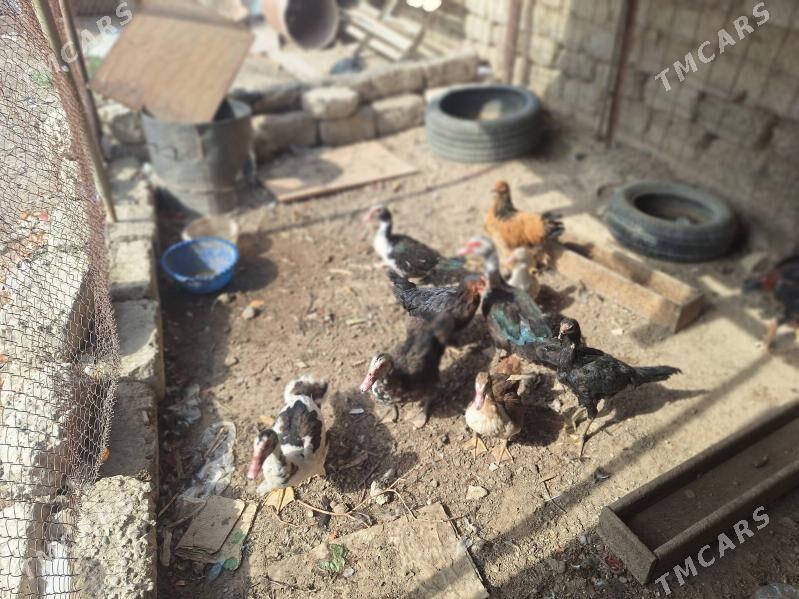 ordek taskent towuk Brama - Анев - img 4