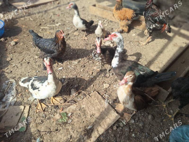 ordek taskent towuk Brama - Анев - img 5