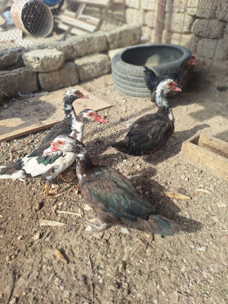 ordek taskent towuk Brama - Анев - img 1