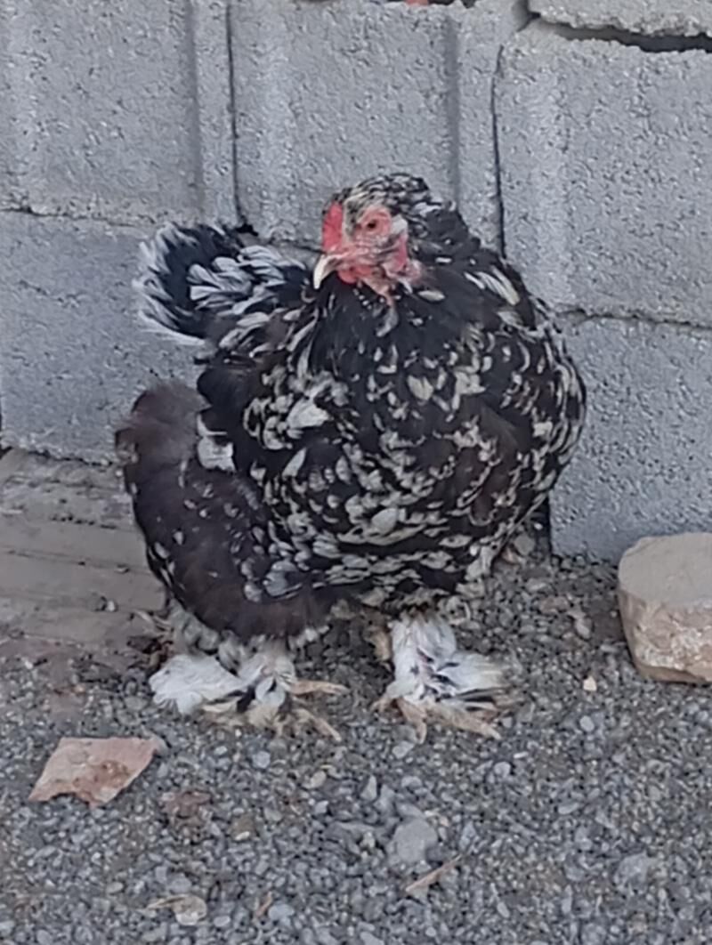 Brama - Ашхабад - img 3