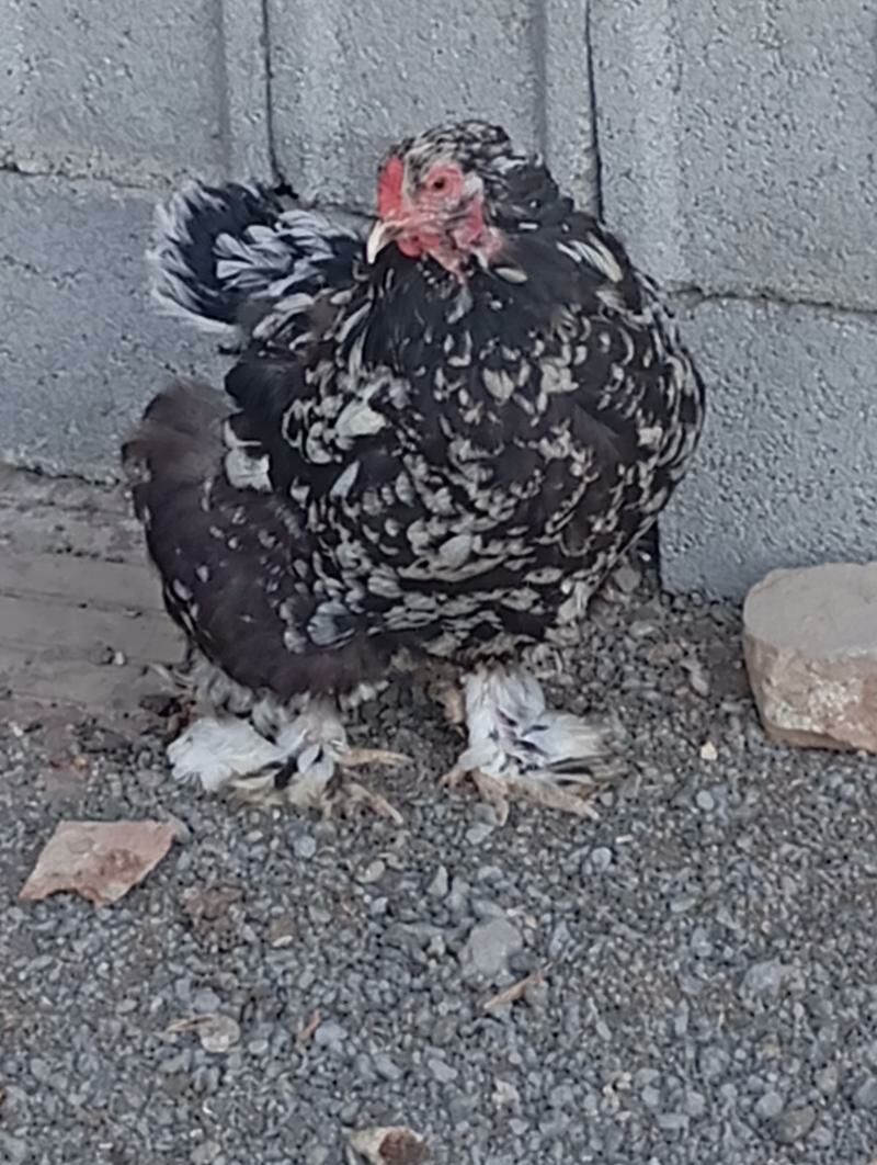 Brama - Ашхабад - img 2