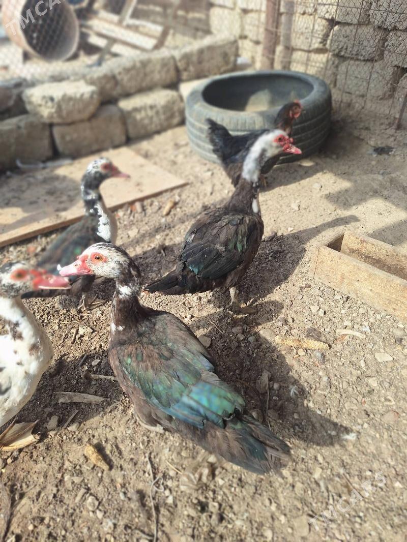 ordek taskent towuk Brama - Анев - img 3