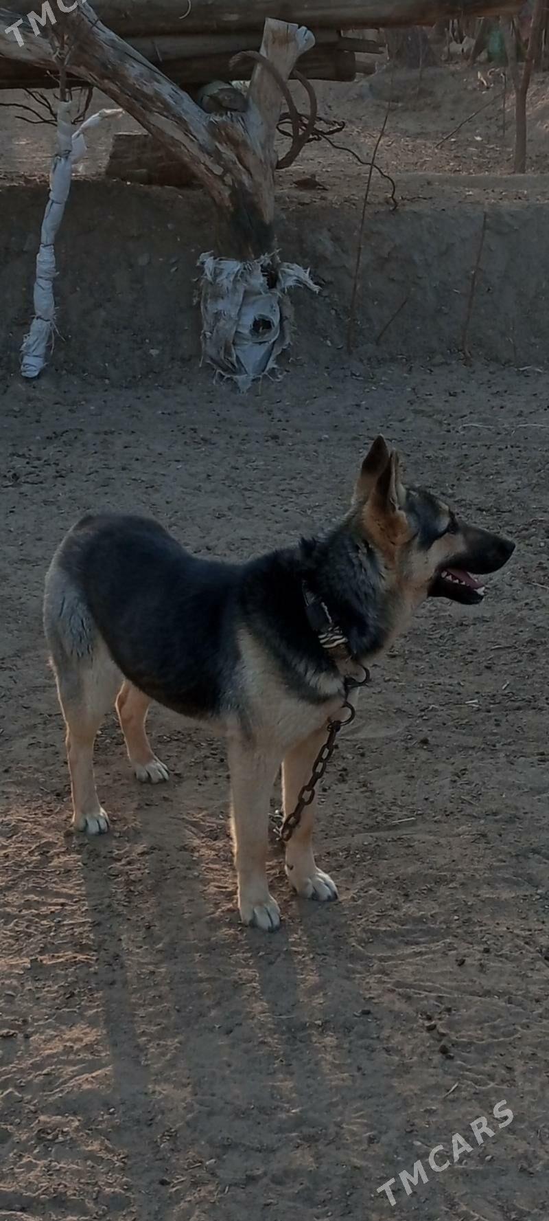 Awcarka mukdar - Газаджак - img 1