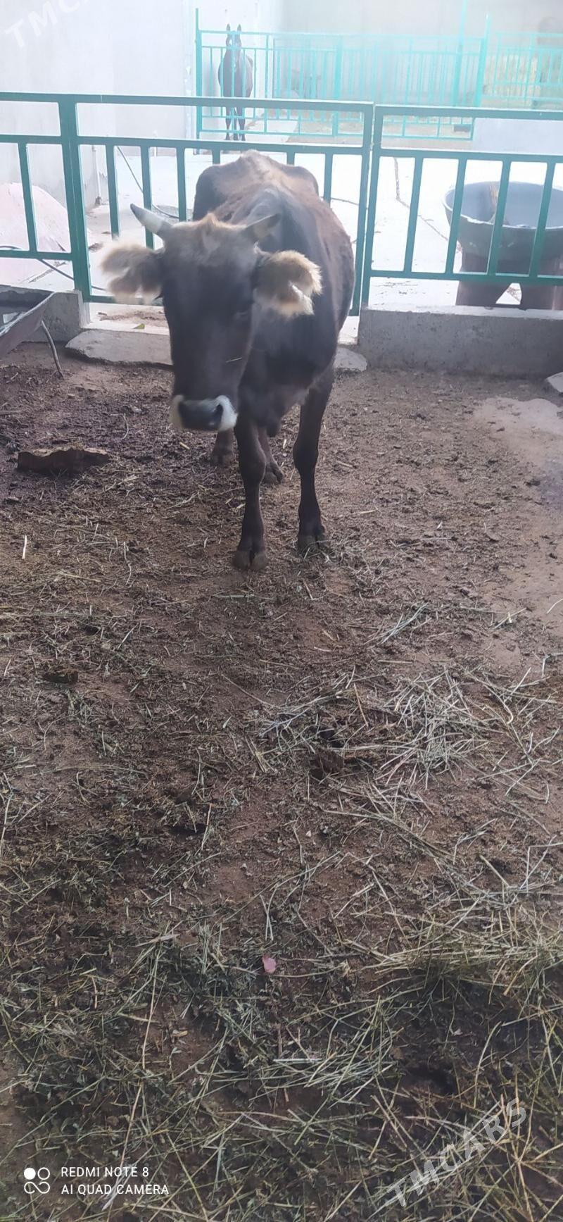 Gysyr sygyr - Bäherden - img 2