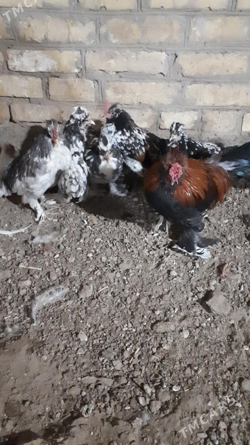 yaponcik - Туркменабат - img 3