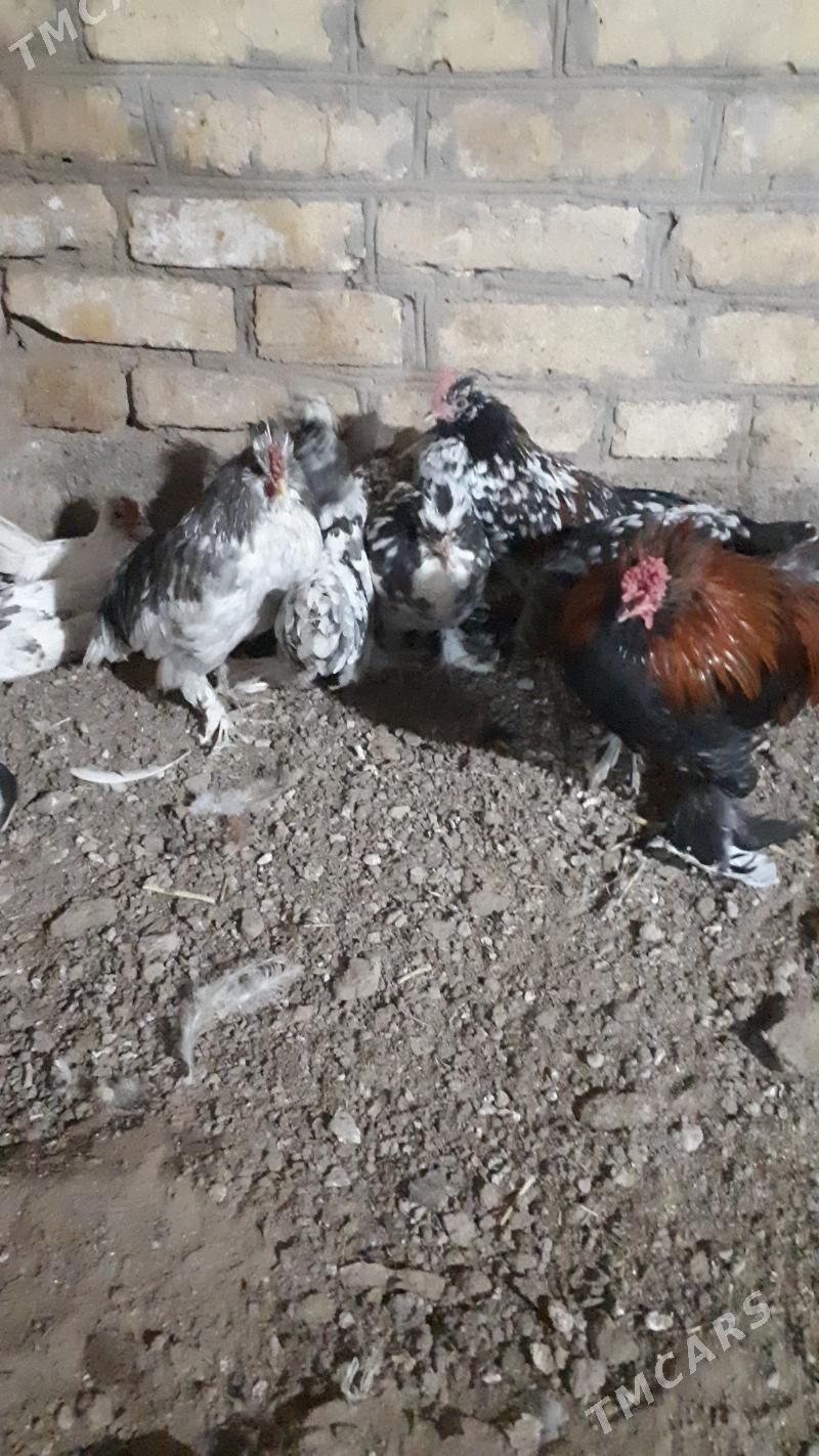 yaponcik - Туркменабат - img 4