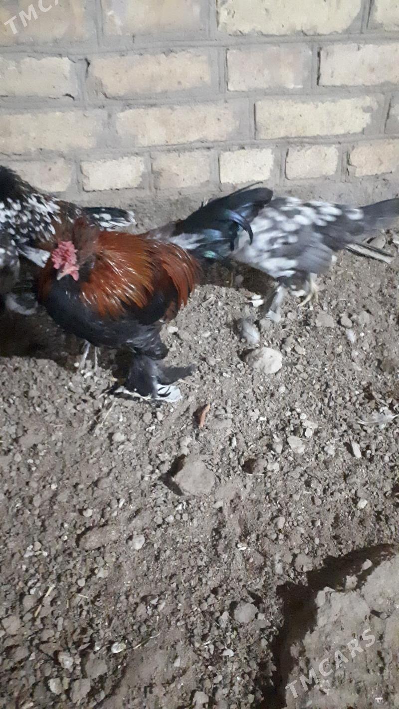 yaponcik - Туркменабат - img 5