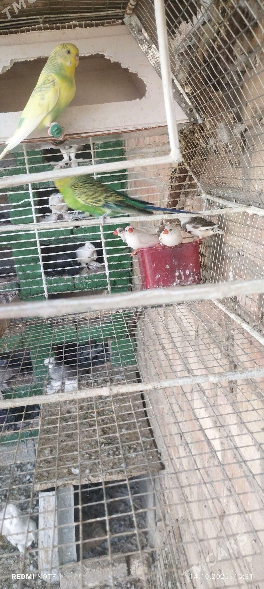 Guş - Мургап - img 2