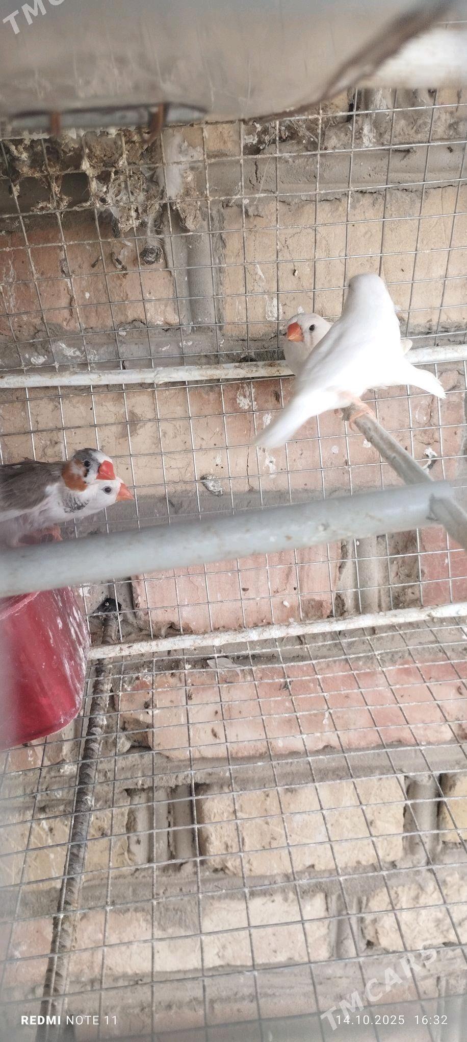 Guş - Мургап - img 1