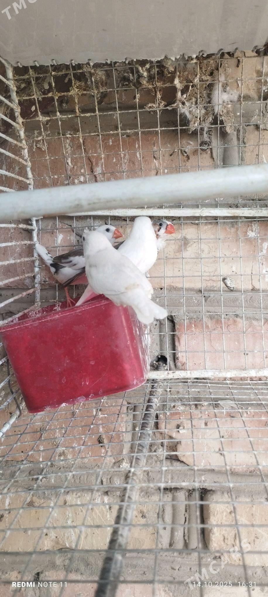 Guş - Мургап - img 3