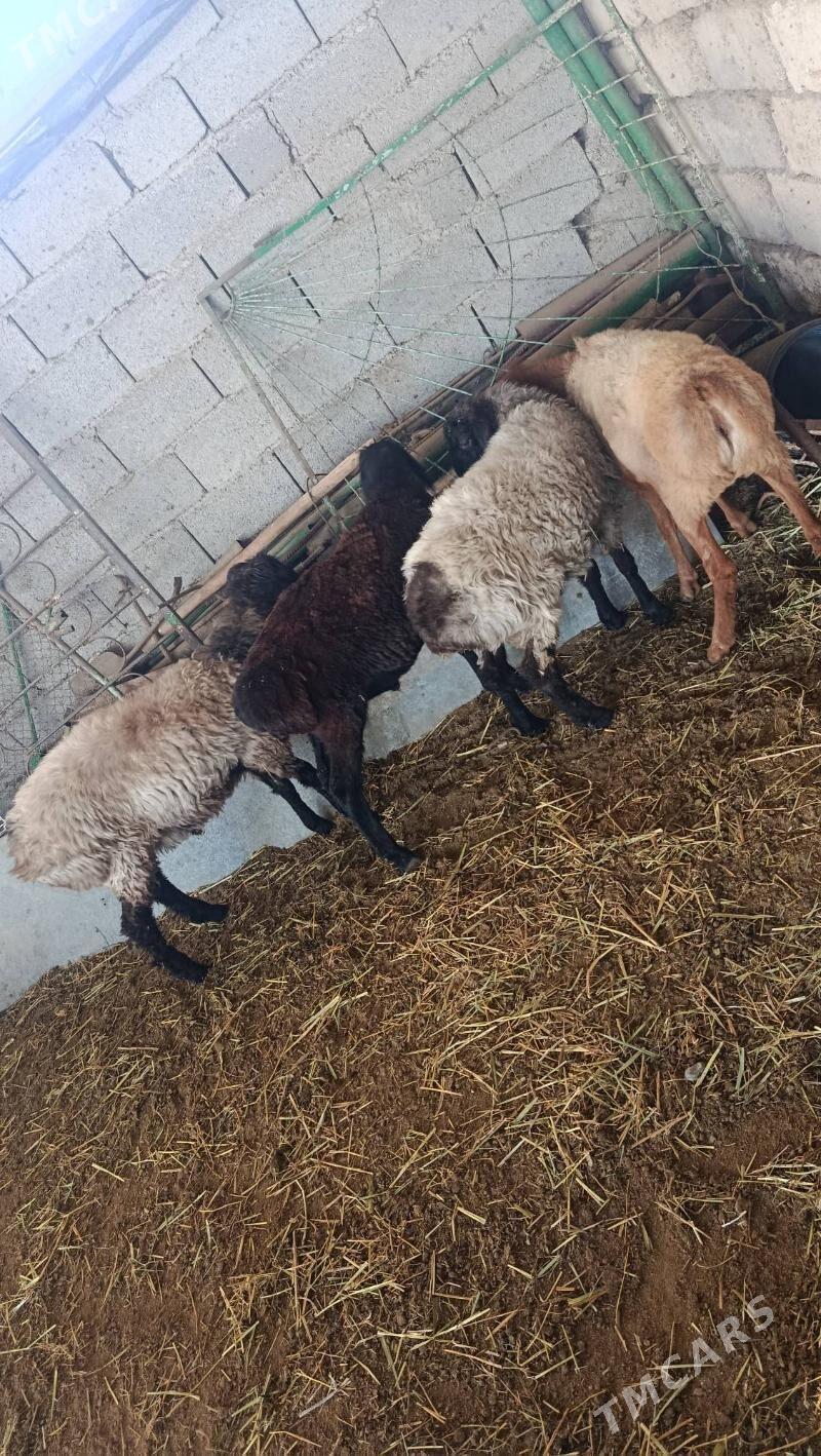 goyun - Анев - img 1