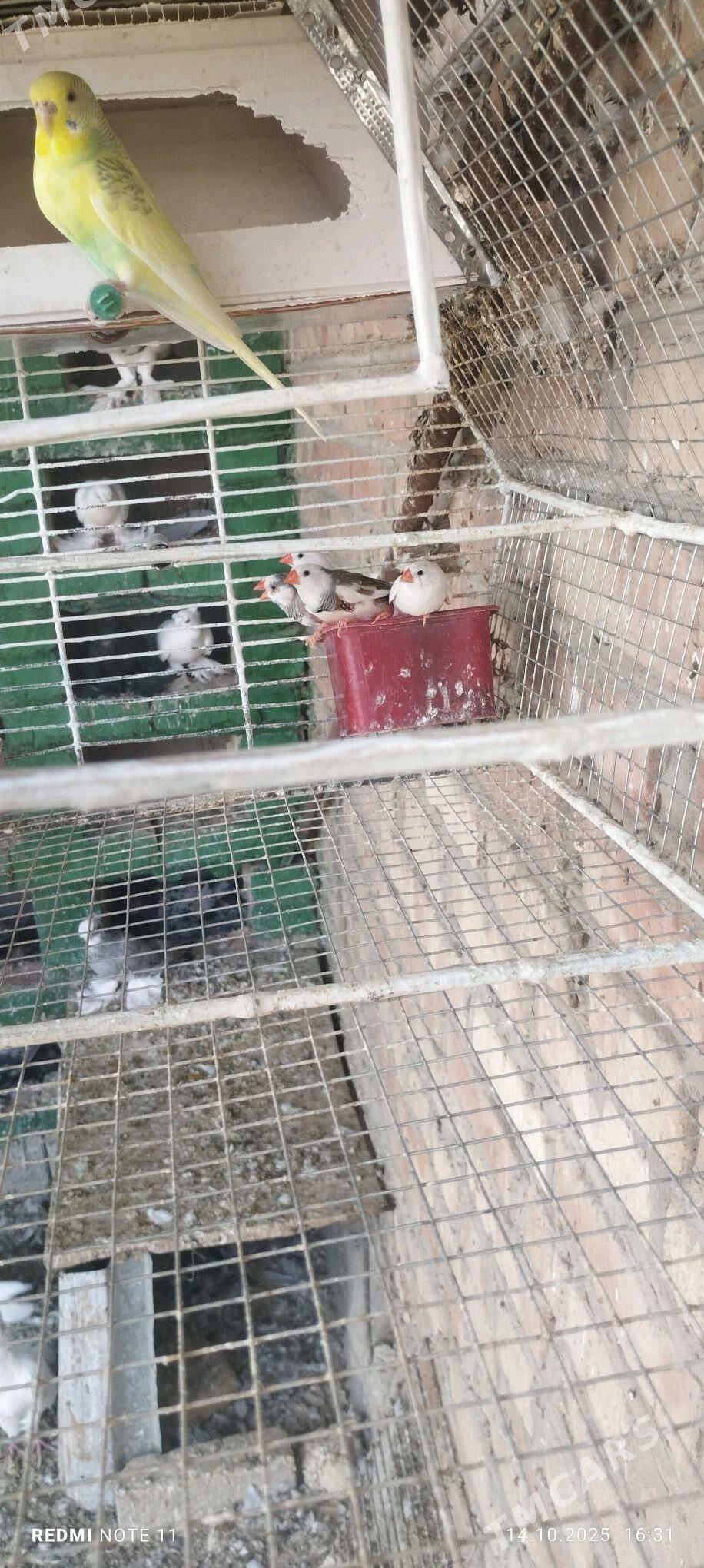 Guş - Мургап - img 5